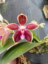 Load image into Gallery viewer, Phalaenopsis Corningana ‘Big tree ‘
