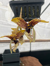 Load image into Gallery viewer, Stanhopea Bird of Prey
