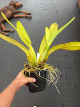 Load image into Gallery viewer, Cattleya warscewiczii alba ‘Leo Holquin ‘ FCC , original division

