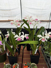 Load image into Gallery viewer, Cattleya (C.) purpurata carnea ‘Sao Paulo Beauty ‘ x self in spike first
