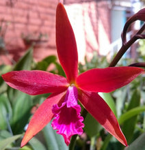 Load image into Gallery viewer, Cattleya Zip ( tenebrosa x milleri ) awesome
