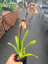 Load image into Gallery viewer, Paphiopedilum Yang Yi Apple x Lady Isabel , seedling #2
