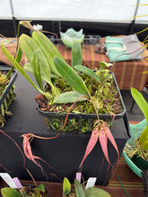 Load image into Gallery viewer, Bulbophyllum Elisabeth Ann ‘Buckleberry ‘ FCC , two active spikes and two spent spikes ,
