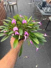 Load image into Gallery viewer, Masdevallia Rose-Marie ‘Okika’, division of non awarded plant , generous divisions in bloom

