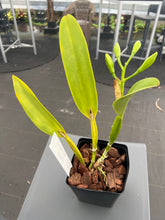 Load image into Gallery viewer, Cattleya (C.) white eagle ‘Eagle King ‘ recent division in spike
