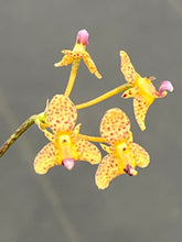 Load image into Gallery viewer, Bulboohyllum violaceolabellum , mini Bulbophyllum

