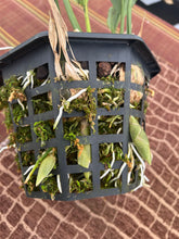 Load image into Gallery viewer, Stanhopea nigroviolacea x ( Stan hobbies x nights)
