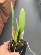 Load image into Gallery viewer, Laelia Zip ( L.milleri ‘Big Red’ x C . tenebrosa )
