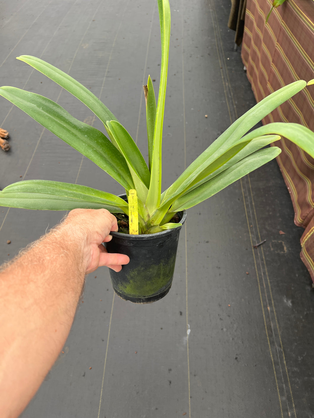 Paphiopedilum stonei x stonei  1 gallon
