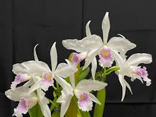 Load image into Gallery viewer, C . purpurata f . russeliana x self
