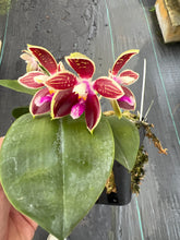 Load image into Gallery viewer, Phalaenopsis Corningana ‘Big tree ‘
