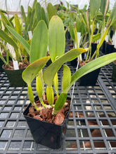 Load image into Gallery viewer, Cattleya (C.) Trianae concolor ‘Amparo ‘ original division
