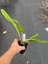 Load image into Gallery viewer, C. Tenebrosa ‘Don Brown ‘ x tenebrosa aurea ‘Golden delight ‘
