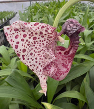 Load image into Gallery viewer, Coryanthes alborosea , 4” pots blooming g size
