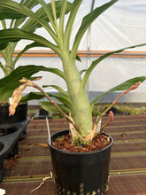 Load image into Gallery viewer, Ctsm . Black Jade ‘Jem’ x expansum , triple spike
