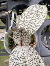 Load image into Gallery viewer, Phalaenopsis schilleriana ‘silver leaf with defined spots’, one of a kind seedling
