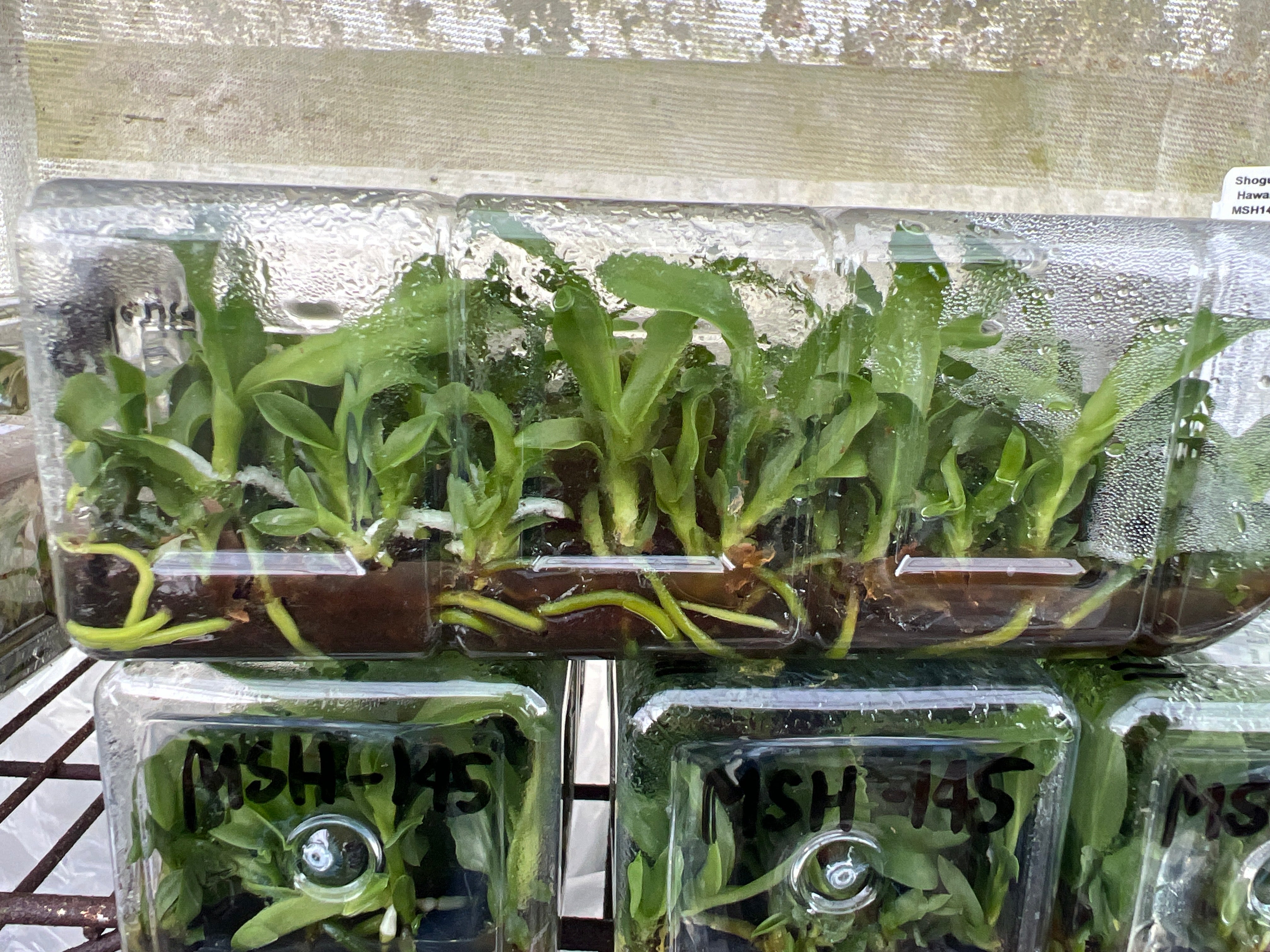 Orchid flask : C . labiata s/a Shogun's Expressions ' – Shogun Hawaii
