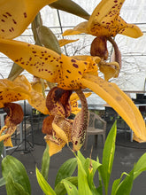Load image into Gallery viewer, Stanhopea insignis x jenishiana , , 2 spikes awesome cross
