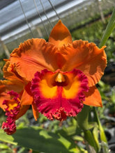 Load image into Gallery viewer, 100 x Cattleya clones - 15varieties

