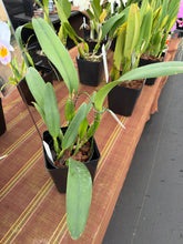 Load image into Gallery viewer, Special drop : Cattleya ( C.) trianae concolor ‘Palm Plaza’ , exceptional rare color
