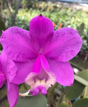 Load image into Gallery viewer, Cattleya Loddigesii rubra x trilabelo
