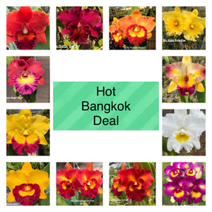 Package 7 : Hot Bangkok deal 12x2 inch cattleya clones special