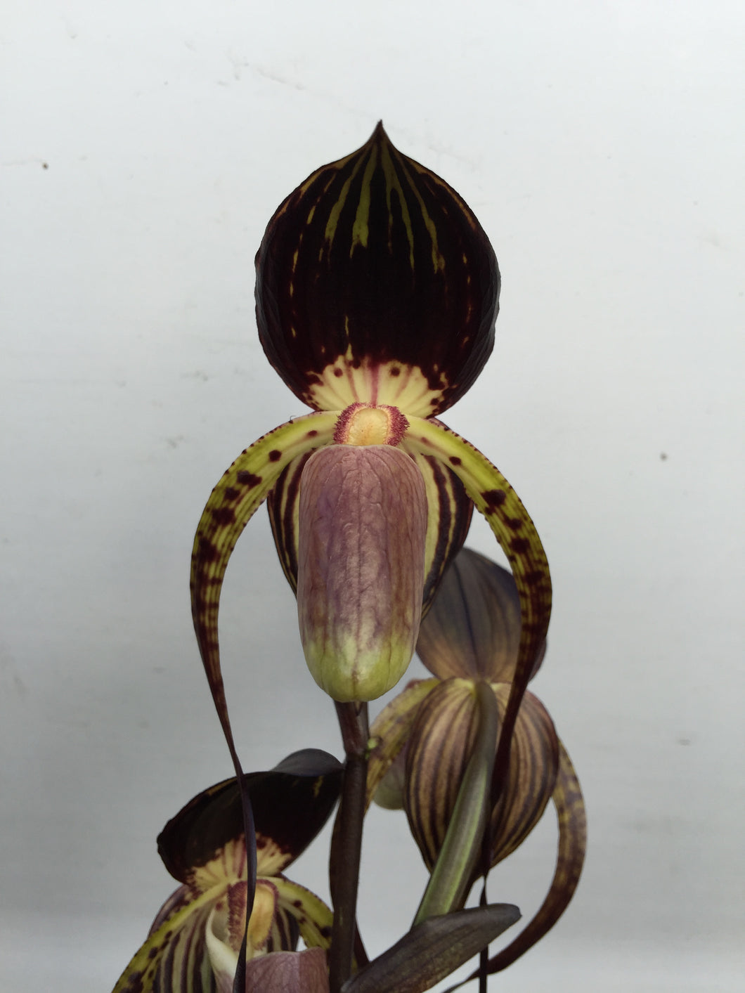 Hoa Huntington part 2