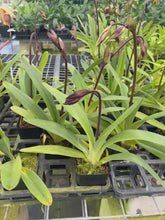 Load and play video in Gallery viewer, MSH1638 Paphiopedilum Yang Yi Apple x Lady Isabel
