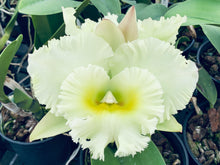 Load image into Gallery viewer, Rlc . Siam White ‘The Best’, 5 inch blooming size
