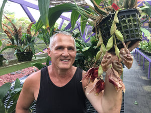 Coryhopea Red Martian AM /AOS and recipient of the Frank Sr and Elisabeth Jasen award 2022