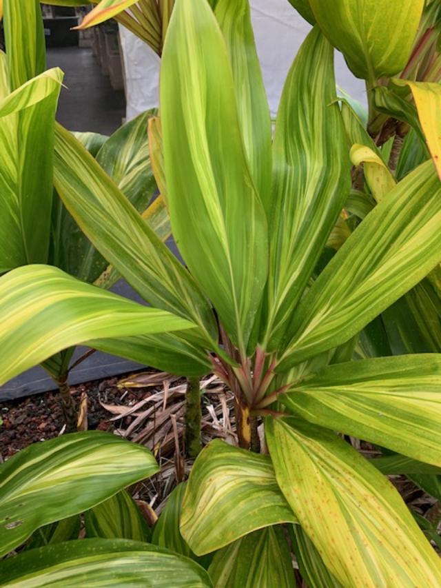 dracaena cordyline terminalis Cordyline 'Bangkok Rainbow' – Shogun Hawaii
