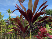 Load image into Gallery viewer, Cordyline &#39;Black Magic&#39;
