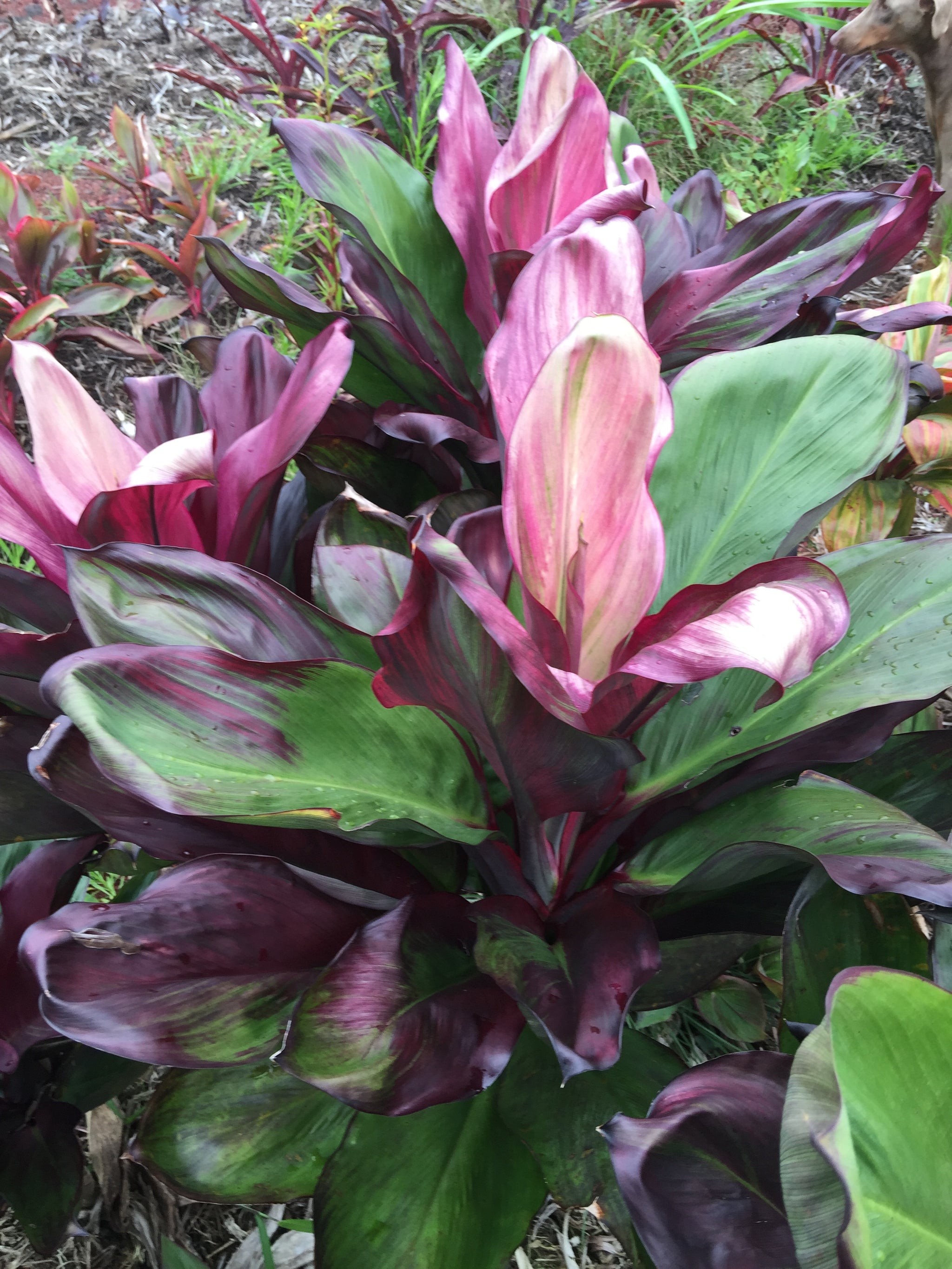 Cordyline - Ti leaves – Shogun Hawaii