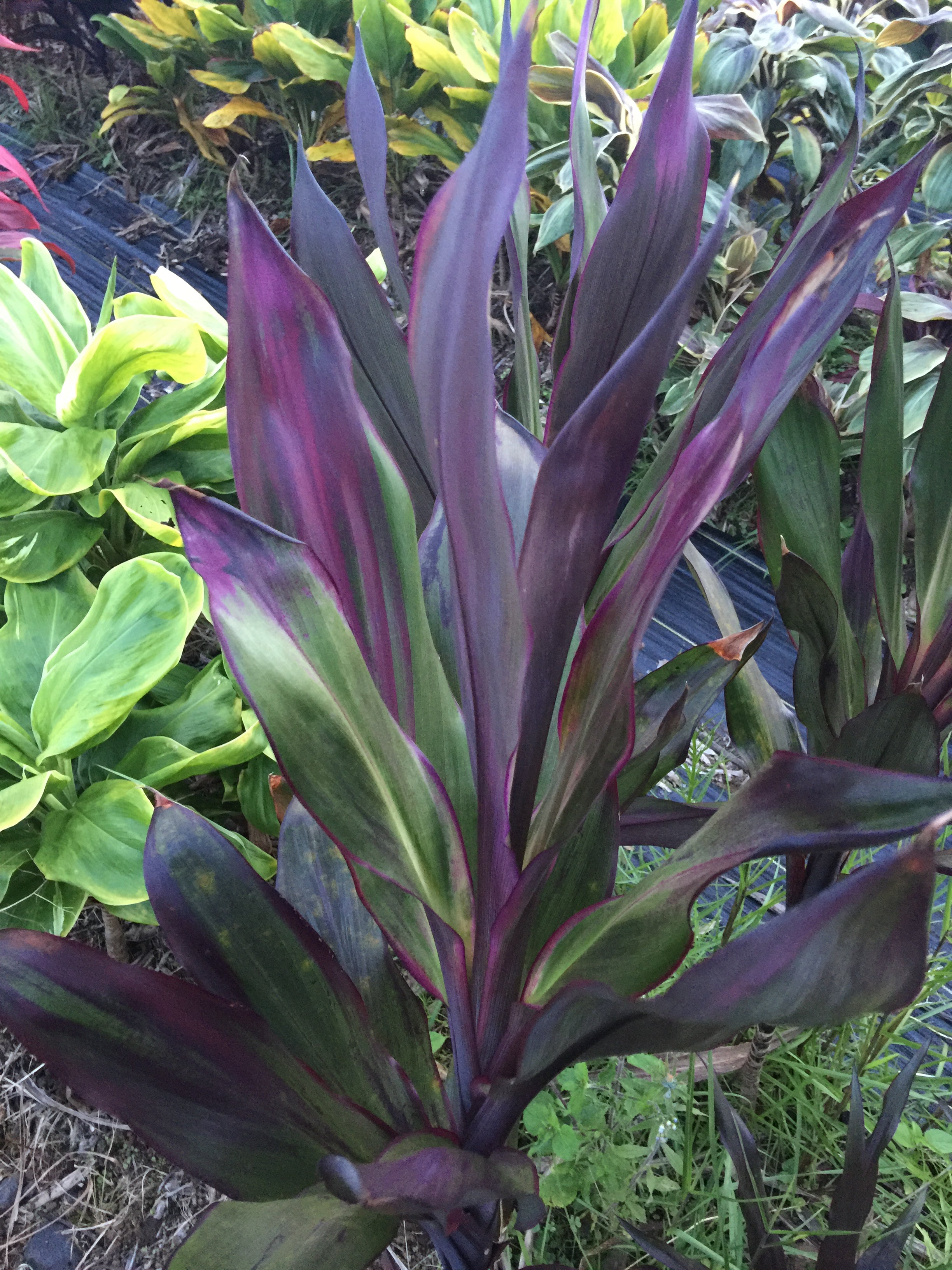 lavender queen plant Cordyline 'Lavender Queen'