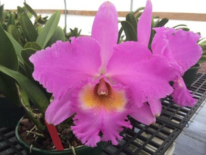 Bc. Pastoral 'Pink Purity'