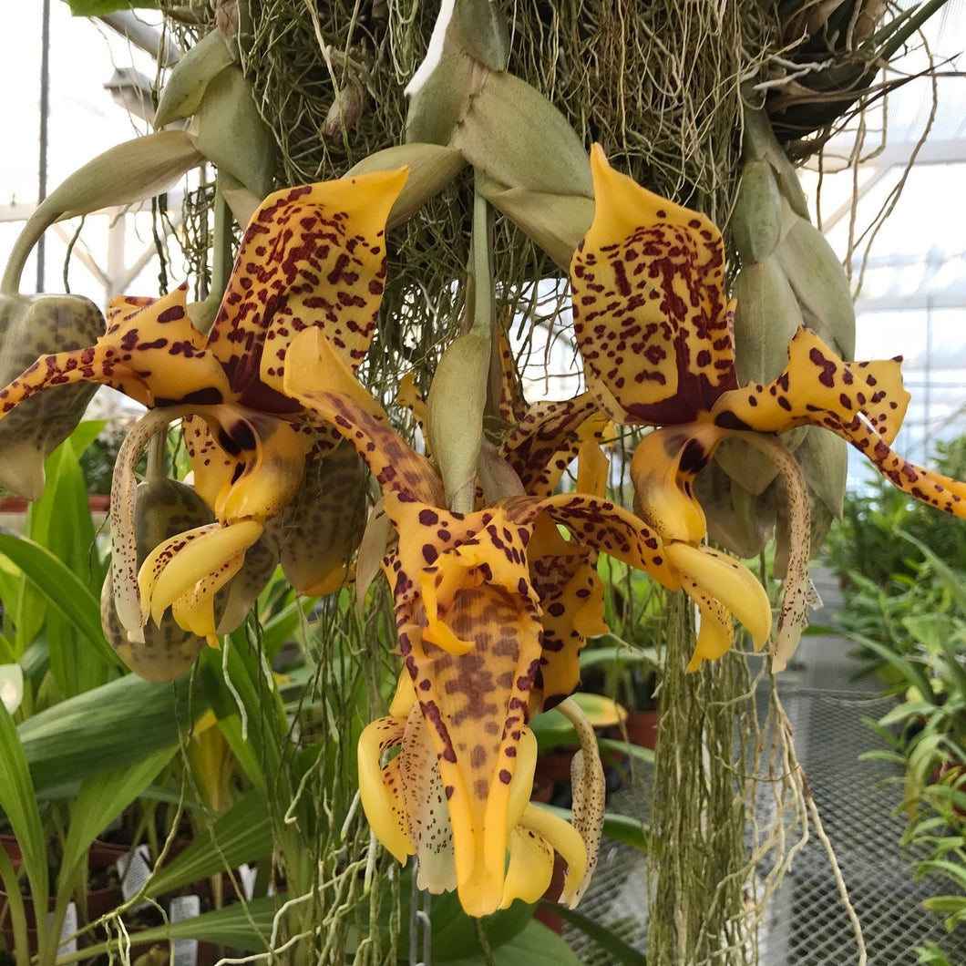 Stanhopea assidensis x nigroviolacea'The Predator'FCC, 4 inch seedlings