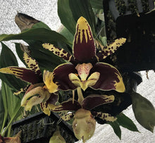 Load image into Gallery viewer, Stanhopea assidensis x nigroviolacea&#39;The Predator&#39;FCC, 4 inch seedlings
