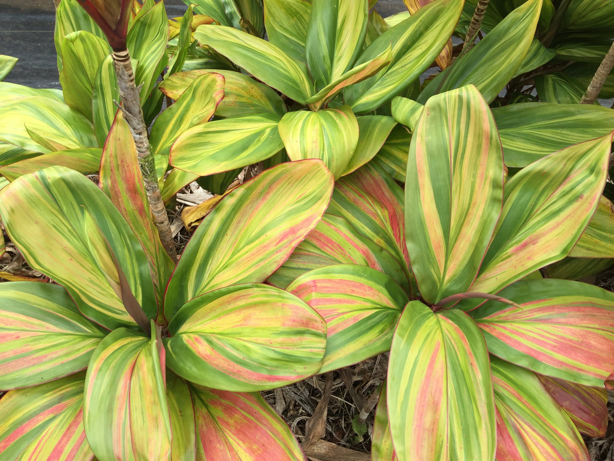 Cordyline - Ti leaves – Shogun Hawaii
