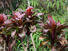 Load image into Gallery viewer, Cordyline 'Cointreaux'
