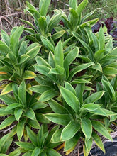Load image into Gallery viewer, Cordyline &#39;Green Juno&#39;
