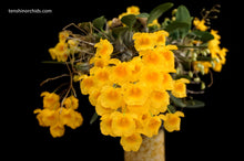 Load image into Gallery viewer, Dendrobium Ueang Phueng
