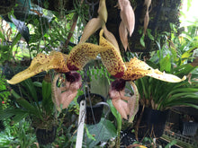 Load image into Gallery viewer, Stanhopea Michael Bloyer x Newberry Stargazer, 4 inch seedlings
