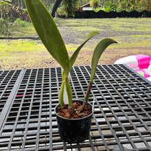 Load image into Gallery viewer, Rlc . Hawaiian Effect ‘Dale Kimmerle’HCC original division
