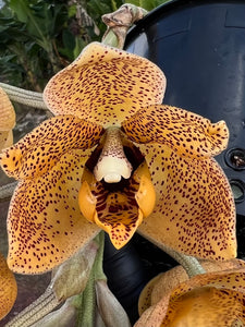Aciopea Ecuagenera Passion, 5 inch
