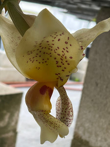 Stanhopea Ecuagenera , 5 inch large