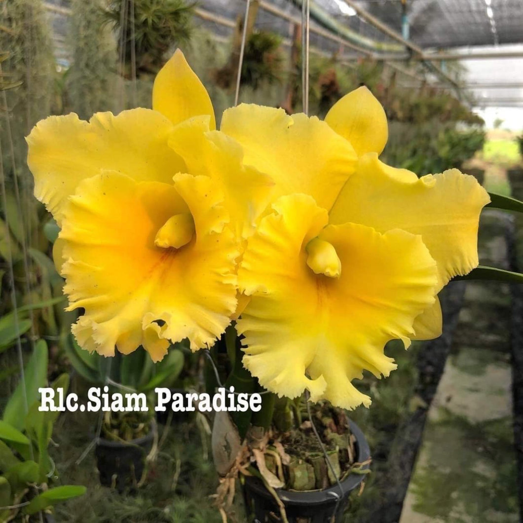 Rlc . Siam Paradise ‘Big Yellow ‘ , 2.25 inch size