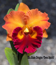 Load image into Gallery viewer, Rlc . Siam Dragon ‘Teen Spirit ‘ , 2.25 inch size
