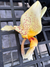 Load image into Gallery viewer, Stanhopea Ecuagenera , 5 inch large
