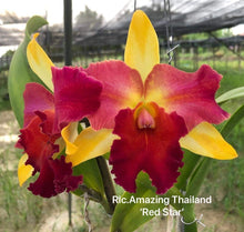 Load image into Gallery viewer, Rlc . Amazing Thailand ’Red Star ‘ , 2.25 inch size
