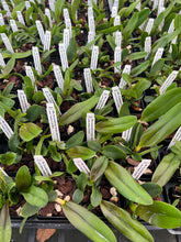 Load image into Gallery viewer, Rlc Suvarnabhumi Delight ‘Salmón Queen ‘ , 2.25 inch size
